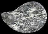 Teardrop Fossil Goniatite Dish - Stoneware #62433-1